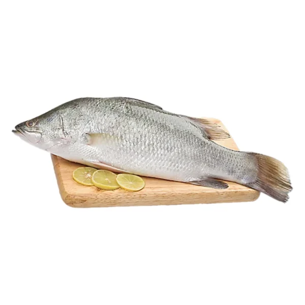 seafood-0015 ปลากะพงขาว 1 ตัว (3-5 กก./ตัว)
