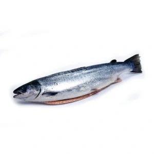 seafood-0035 แซลมอนแอตแลนติกชิลีแช่แข็ง 5-6 กก./ตัว