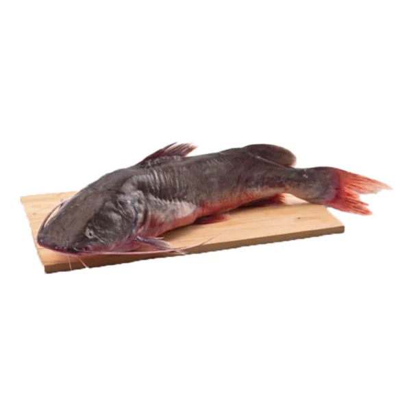 seafood-0067 ปลาคังกลาง 1 ตัว (2-4 กก./ตัว)