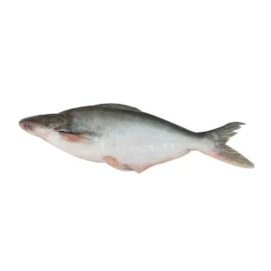 seafood-0094 ปลาสวาย กลาง 1 ตัว (1.5-2.4 กก.)